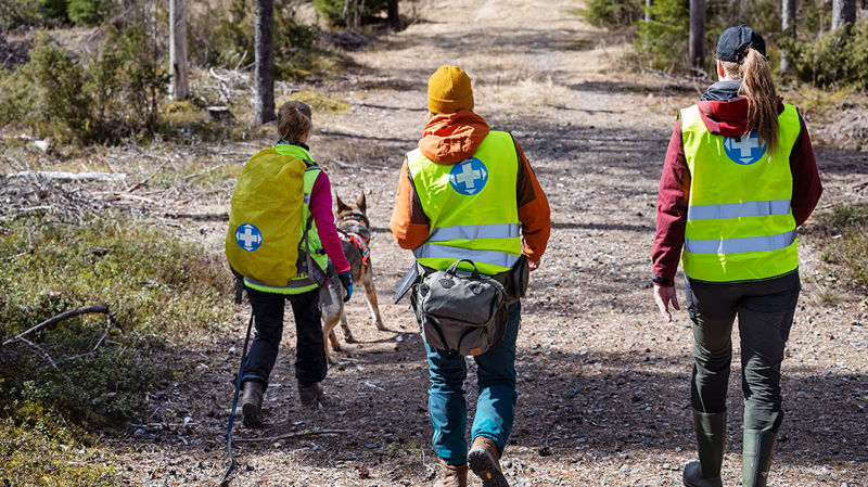 Så här förbereder du dig ifall du skulle gå vilse i skogen – planera din bär- eller svamputfärd med hjälp av Frivilliga räddningstjänstens tips