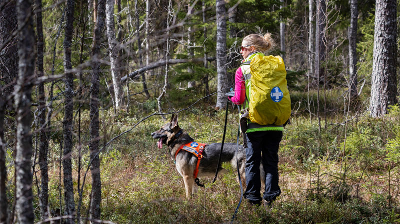  Vad ska man göra om man går vilse i skogen? Frivilliga räddningstjänstens tips hjälper dig att förbereda dig för bär- eller svamputflykten